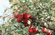 Apples are rich in antioxidants, vitamins, minerals, and fiber, which all contribute to the overall health benefits (Image via Pexels)